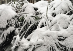 下雪天朋友圈唯美说说 下雪了说说简短一句话